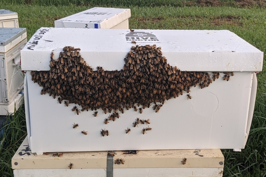 a carborad box with a lid, and partly covered in bews, with others nearby