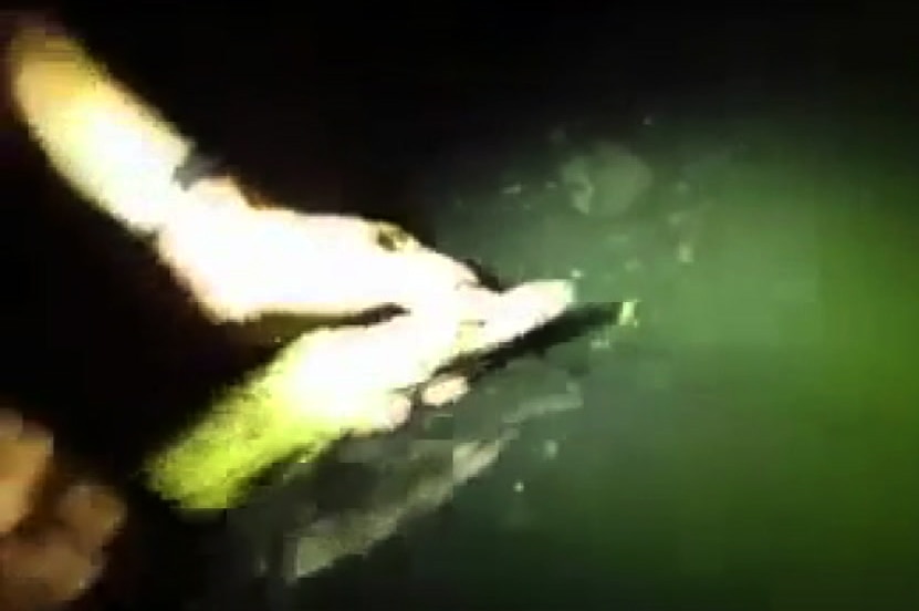 A man releasing a baby crocodile into the water at night