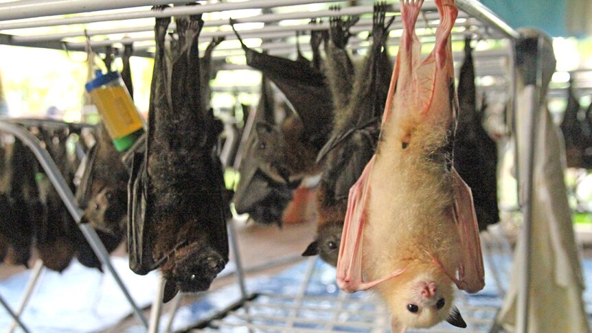 Rare white fruit bat hanging with other flying foxes