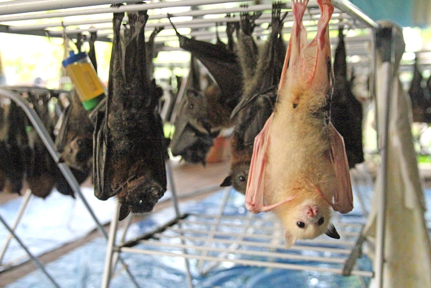 Rare white fruit bat hanging with other flying foxes