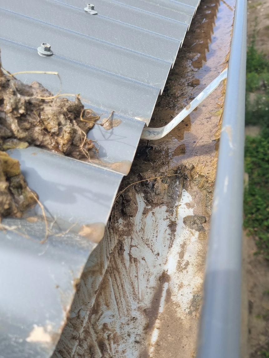 Two piles of mud on a roof next to a gutter full of mud and stagnant water.