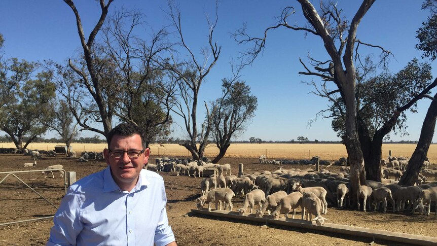 Victorian Premier Daniel Andrews stands in front of drought-affected sheep on a farm in western Victoria.