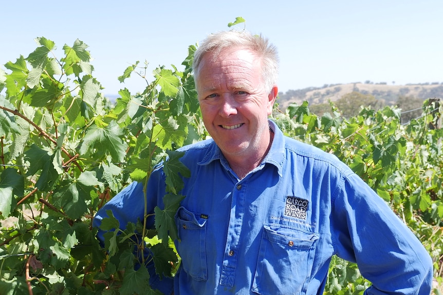 A older man standing in a vineyard