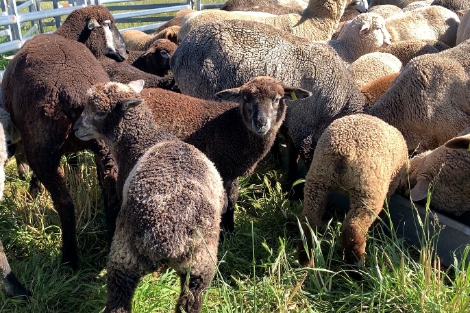 A black coloured lamb looks at the camera in among other coloured sheep