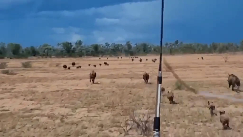 Graziers say 'worst' pig plague hitting outback Queensland - ABC News