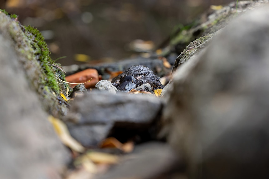 A small juvenile platypus with wet fur rests in a concrete drain near moss and fallen autumn leaves.