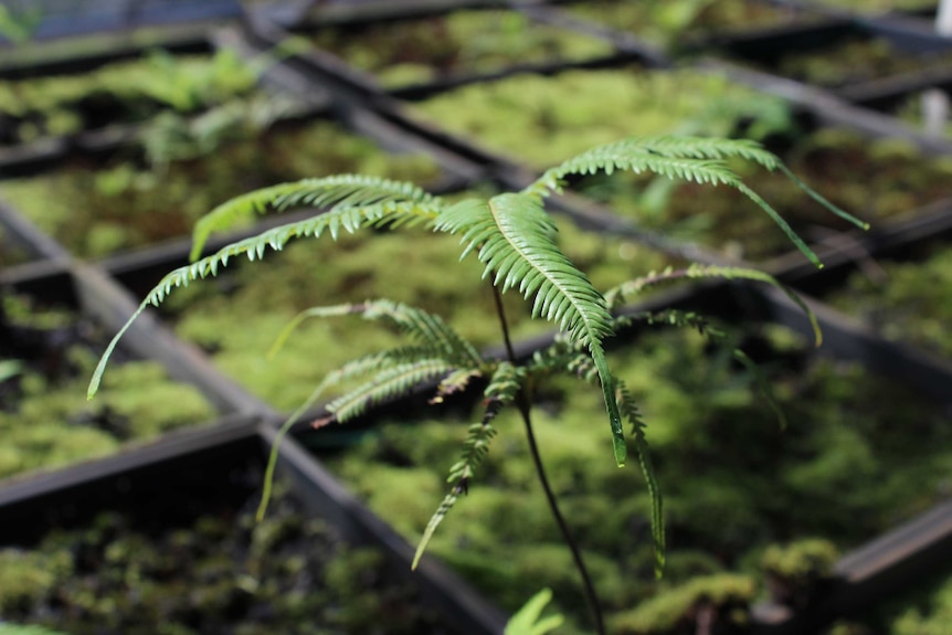 Close-up of fronds of umbrella fern