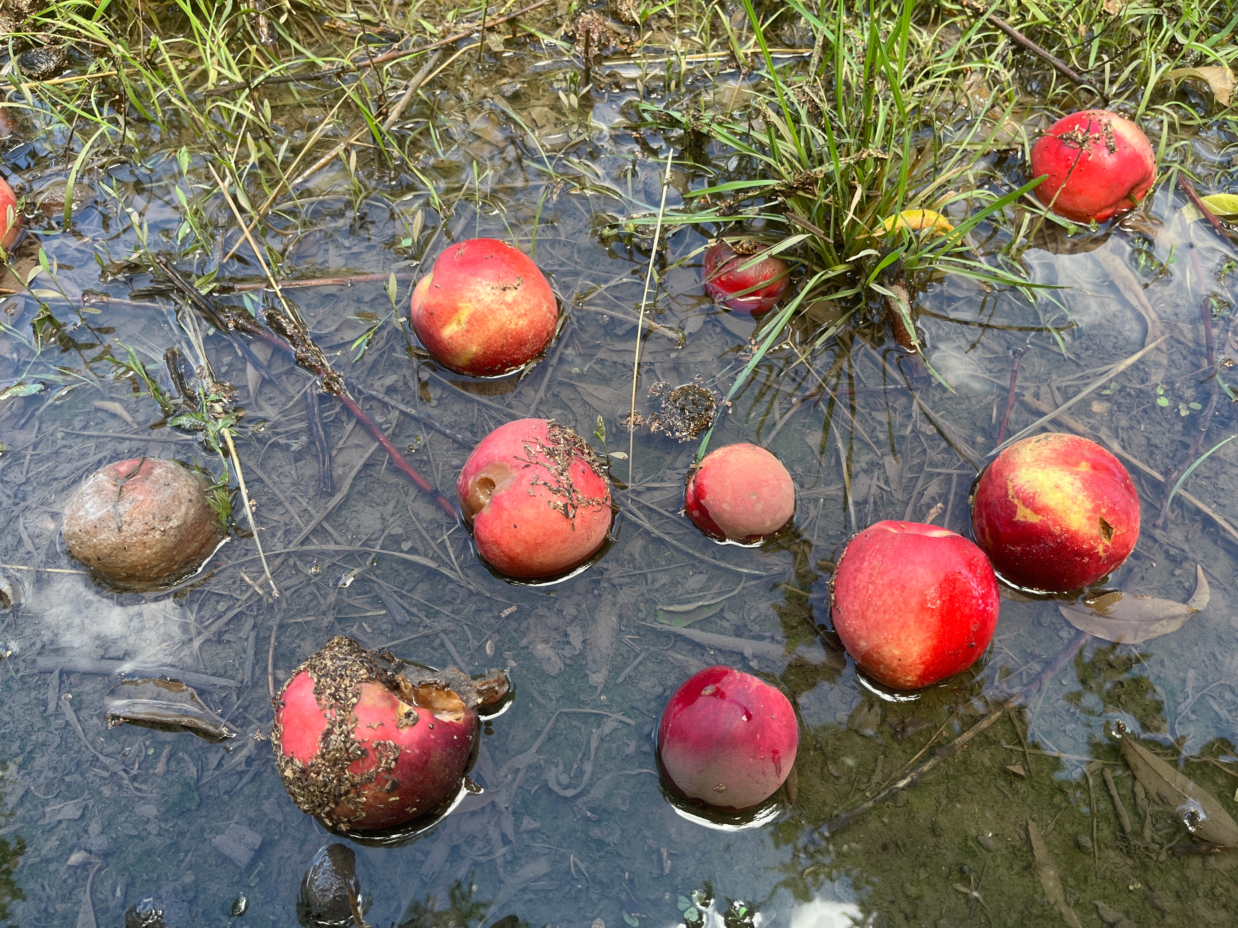 Nectarines sitting on the ground in a puddle of dirty water
