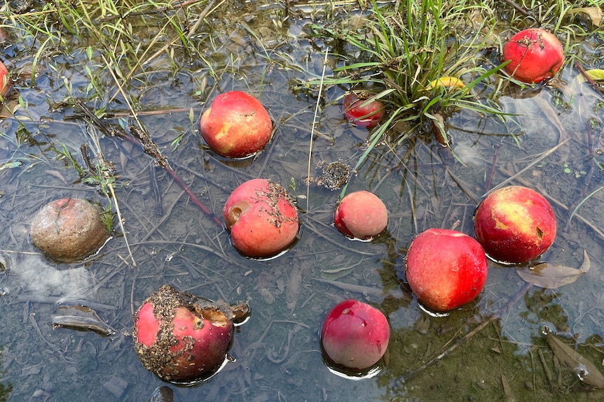 Nectarines sitting on the ground in a puddle of dirty water.