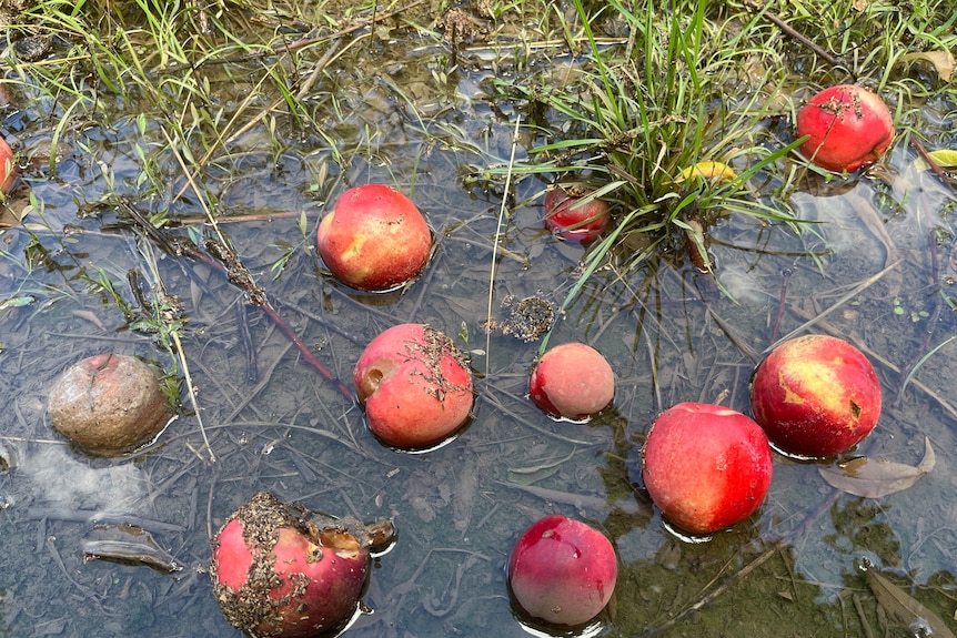 Nectarines sitting on the ground in a puddle of dirty water