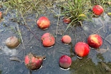 Nectarines sitting on the ground in a puddle of dirty water.