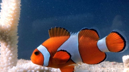 Finding Nemo, starring an animated clown fish, is being blamed for a rush on tropical fish.