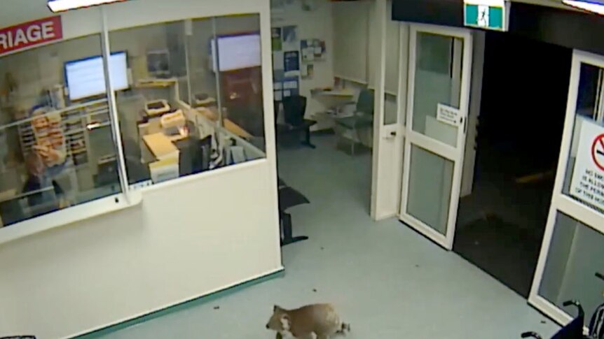 The koala spent about three minutes inside the hospital before walking out.