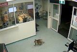 The koala spent about three minutes inside the hospital before walking out.