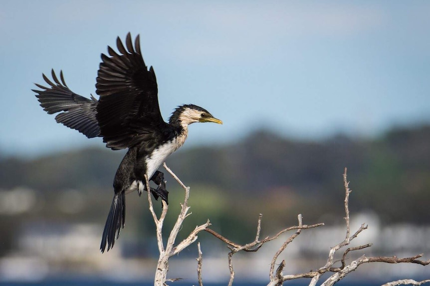 Blue skies are seen above cormorant that has its wings outstretched as it sits on a stick above a lake.