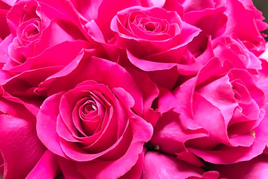 Image of pink roses, close up