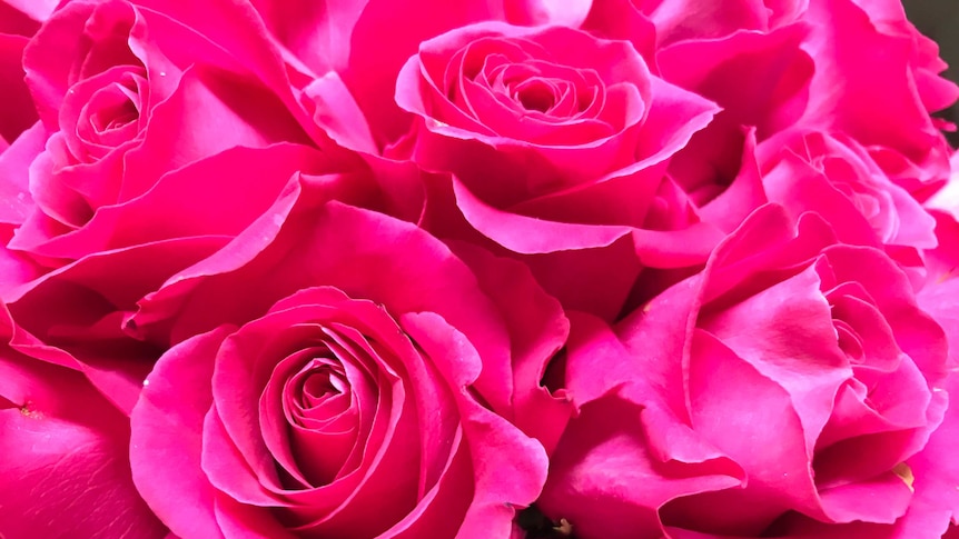 Image of pink roses, close up