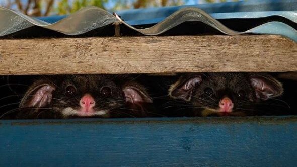 Two possums peek out from under the rafters of a shed.