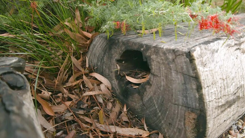 A native Australian garden with a log hollow for habitat.