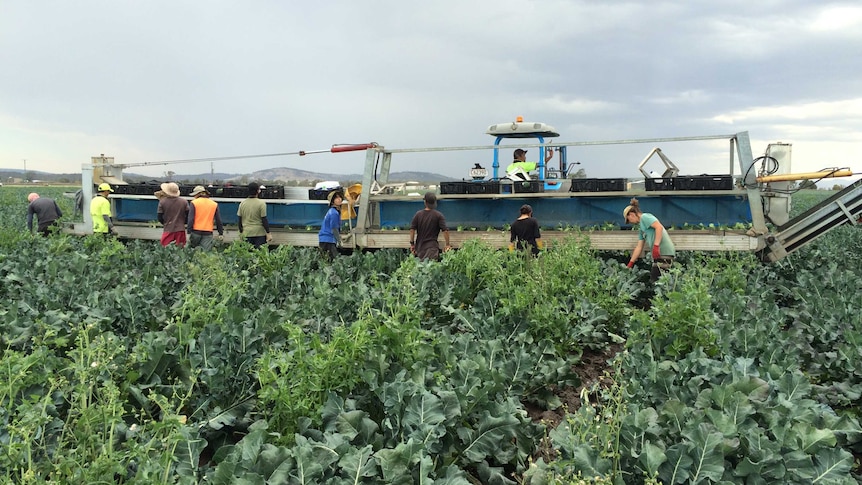 Employees harvest broccoli for domestic and international markets
