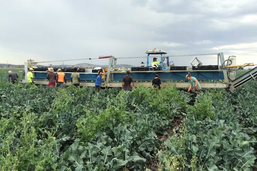 Employees harvest broccoli for domestic and international markets