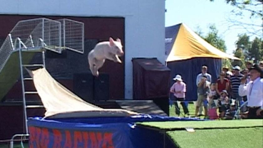 Pig flying through the air in the pig diving at the South East Field Days at Lucindale