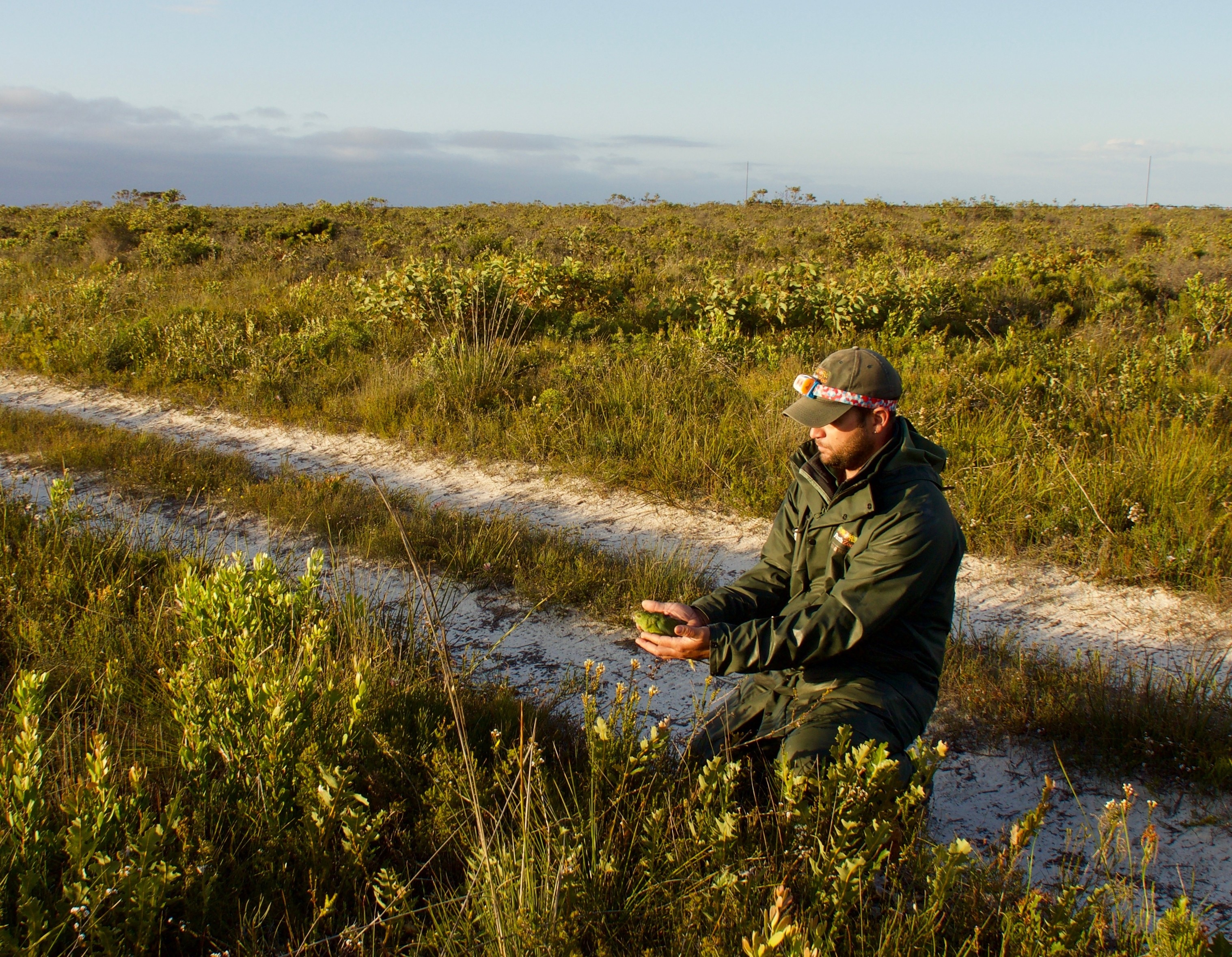 Um homem se ajoelha na vegetação rasteira e segura um papagaio nas mãos.