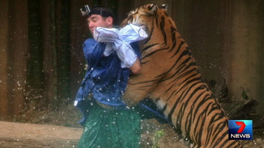 Tiger attacks trainer