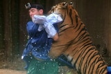 Tiger attacks trainer