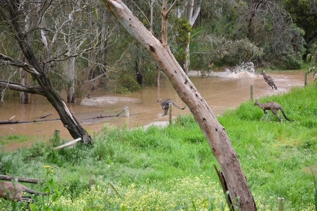 Kangaroos jumping through floodwater. 