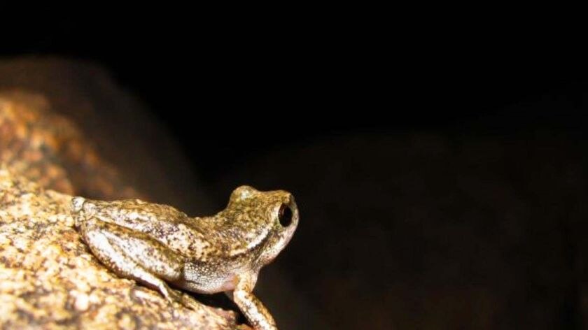A mottled brown frog on a rock