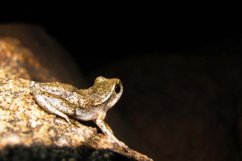 A mottled brown frog on a rock