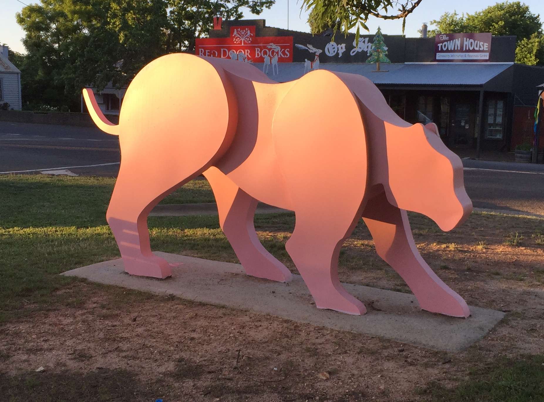 Feral or For Real Why do we see big cats? ABC listen