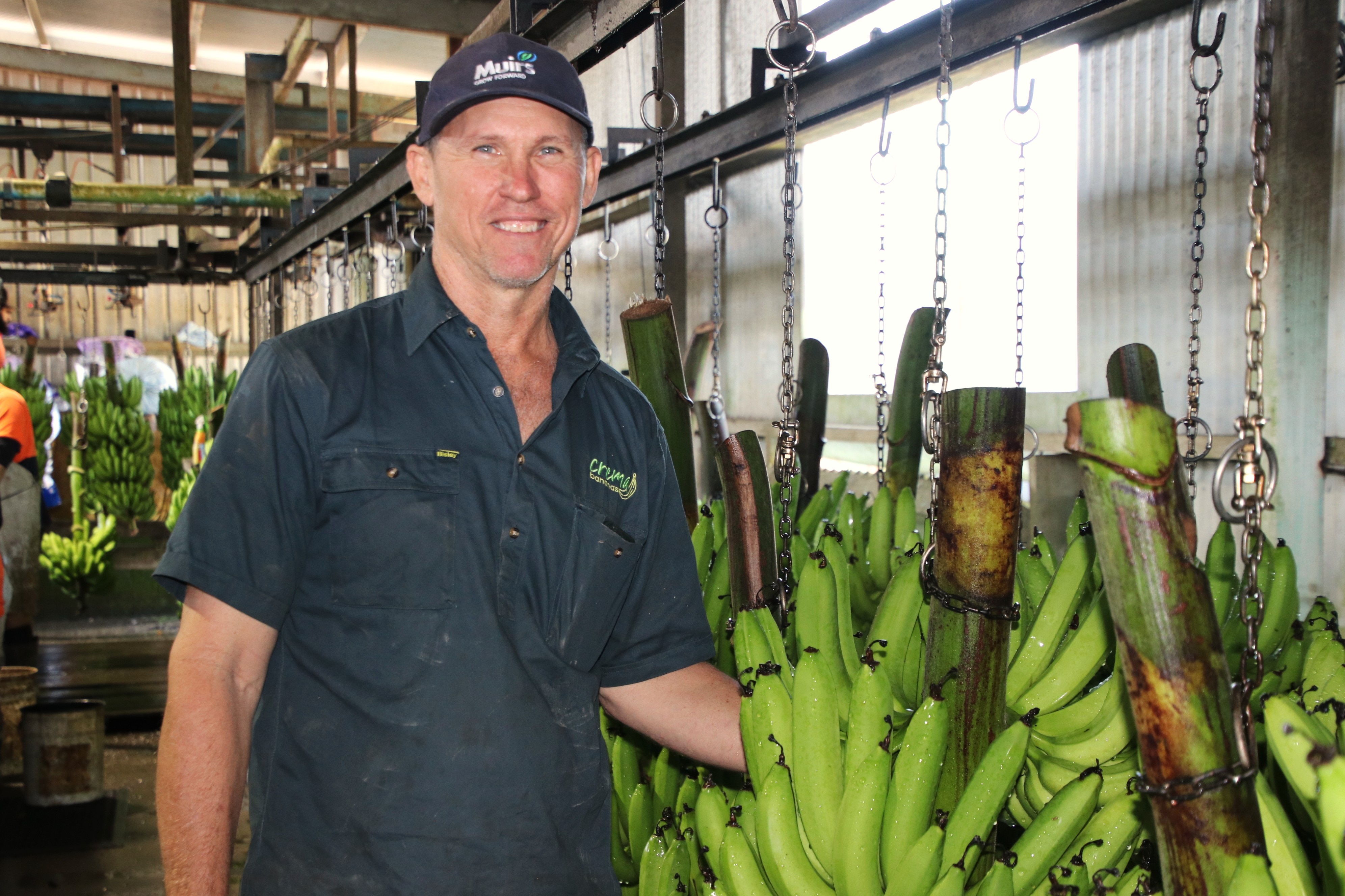 Banana farmer Adrian Crema standing in packing shed next to bunches of bananas.