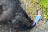 An adult cassowary found dead by the side of a road in Tully in far north Queensland in July 2015