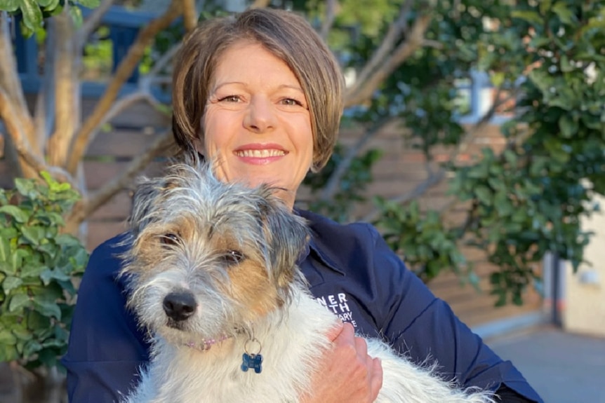 a grey-haired woman holds a small grey, white and ginger terrier