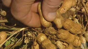 Peanuts grown in Queensland