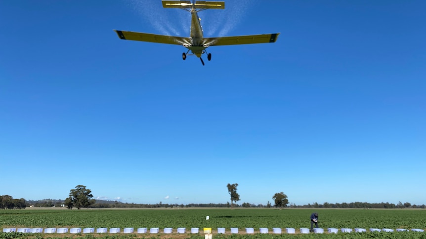 yellow plane flying low and spraying liquid over a row of plastic tubs in a paddock