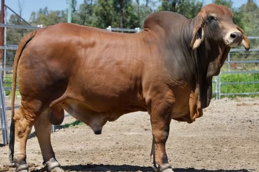 A large brown bull side on. His skin darkens to almost black around his neck and hump.  