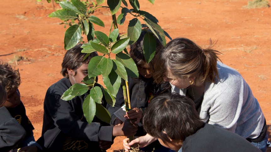 Gardening on the APY Lands