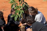 Gardening on the APY Lands
