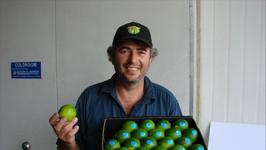 The increasing popularity of Tahitian limes is good news for growers