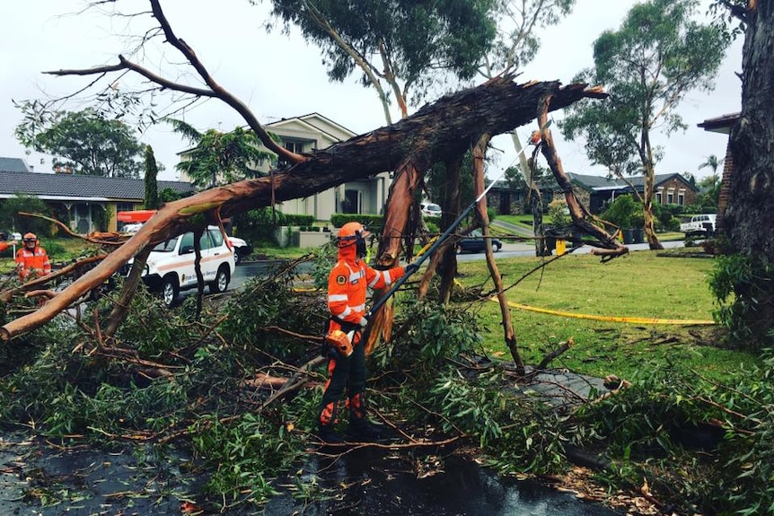 SES clearing tree