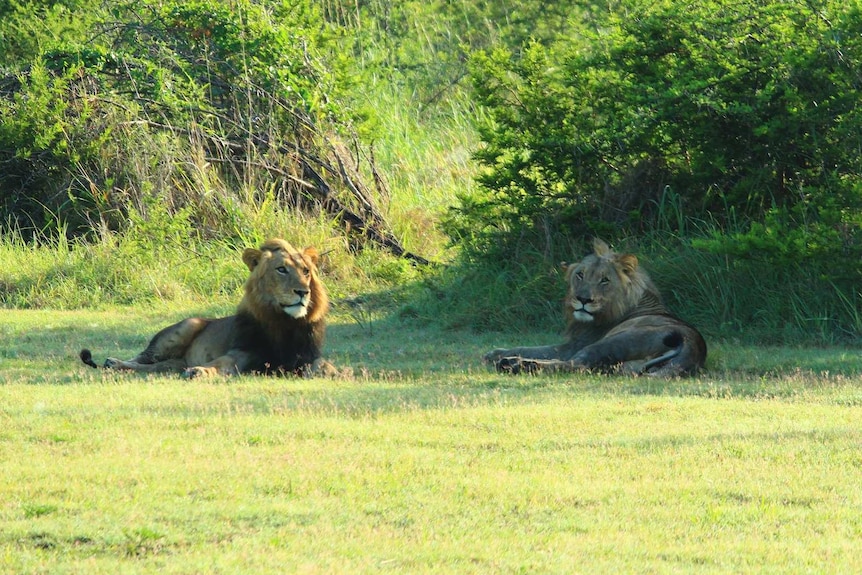 Male lions heading to Rwanda