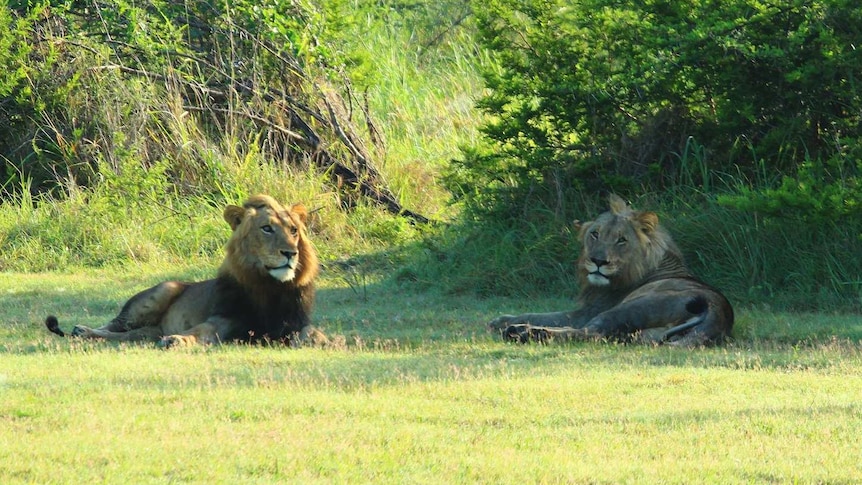 Male lions heading to Rwanda