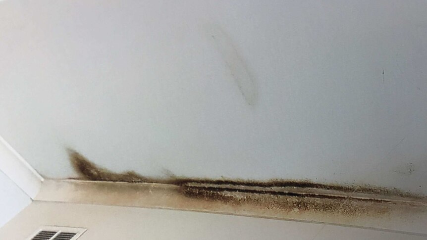 Mould growing on the ceiling of Jemima Balhas's home