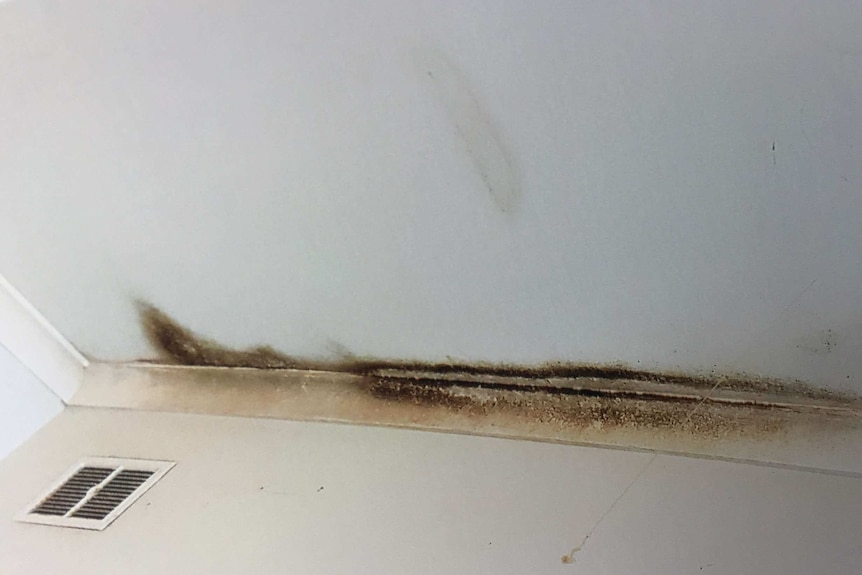 Mould growing on the ceiling of Jemima Balhas's home