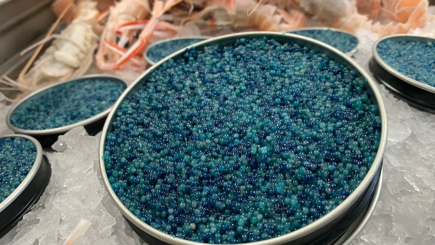 Photo of blue caviar on a central, large plate, with smaller plates around it. They are sitting on ice.