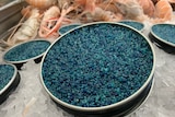 Photo of blue caviar on a central, large plate, with smaller plates around it. They are sitting on ice.