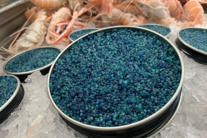 Photo of blue caviar on a central, large plate, with smaller plates around it. They are sitting on ice.